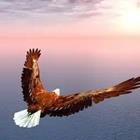 An Eagle flying in the air