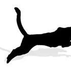 A black cat running