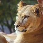 4 pics 1 word puma cat lion