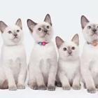 A group of white kittens