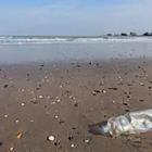 A beach with garbage on it and a dead fish