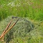 A pile of cut grass next to grass that has not been cut