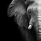 The side profile of an Elephant