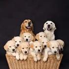 A bunch of puppies in a basket