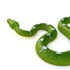 Green and white snake