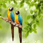 Two birds on a branch