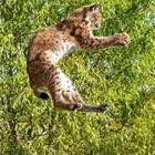 A cat jumping in the air