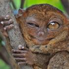 The 7 letters answer is TARSIER