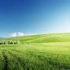 A green field with blue skies