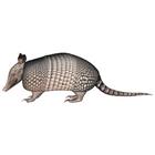 The 9 letters answer is ARMADILLO