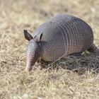 The 9 letters answer is ARMADILLO