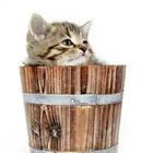Kitten in wooden barrel