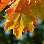 Fall, yellow leaf