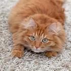 An orange tabby cat
