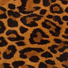 The 7 letters answer is CHEETAH