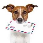 Dog carrying letter