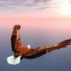 Bald eagle flying