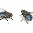 Two flies