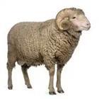 Sheep looking animal