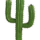The 6 letters answer is CACTUS