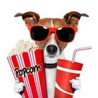 A dog holding popcorn and soda