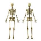 Two skeletons