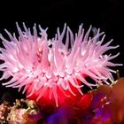 The 7 letters answer is ANEMONE