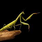 The 6 letters answer is MANTIS