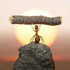 Ant lifting log