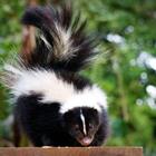 The 5 letters answer is SKUNK