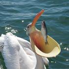 The 7 letters answer is PELICAN