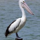 The 7 letters answer is PELICAN