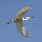 The 5 letters answer is EGRET