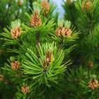 The 7 letters answer is CONIFER