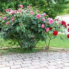 The 8 letters answer is ROSEBUSH