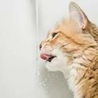 Cat drinking out of water faucet