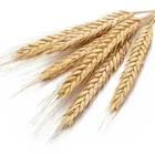 Weeds, dry wheat